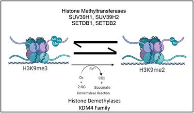 The Emerging Role of H3K9me3 as a Potential Therapeutic Target in Acute Myeloid Leukemia